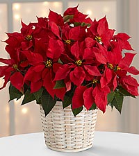 Christmas Holiday Flowers